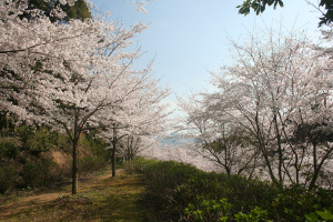 IMG_5451　桜